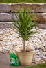 Miracle-Gro® Shake 'n Feed® Palm Plant Food