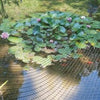 Tenax Plant and Pond Protect Net Roll